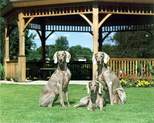 Sasha, Libby & Tessie